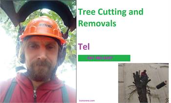 Tree Removal - Pavel Contracting 
